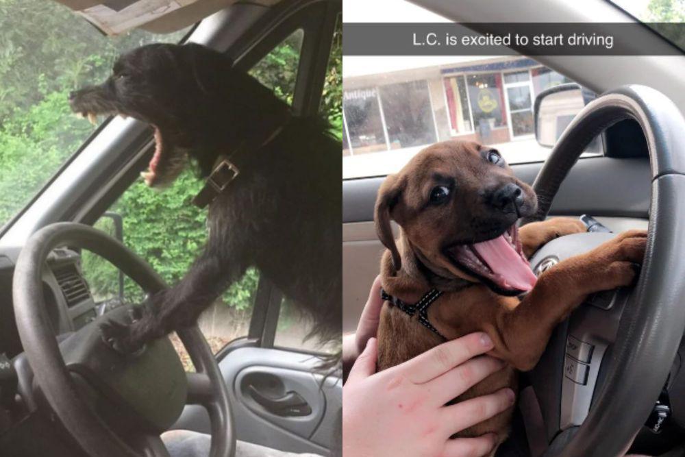7 Ekspresi Kocak Anjing saat Menyetir, Histeris sampai Sumringah