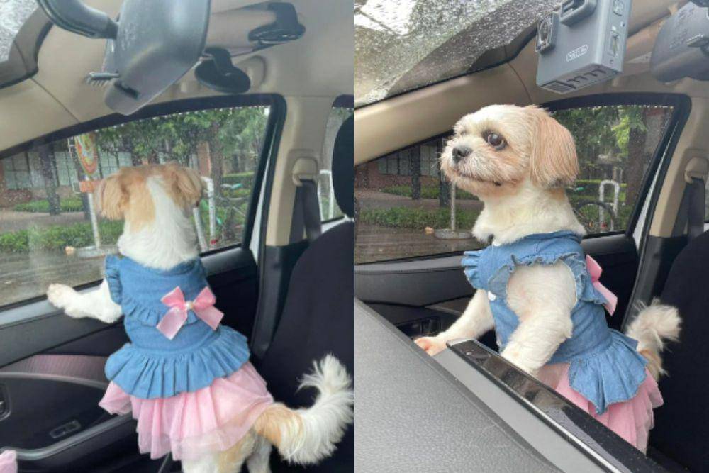 potret hewan menggunakan rok pink (reddit.com/TigerBoyPH)