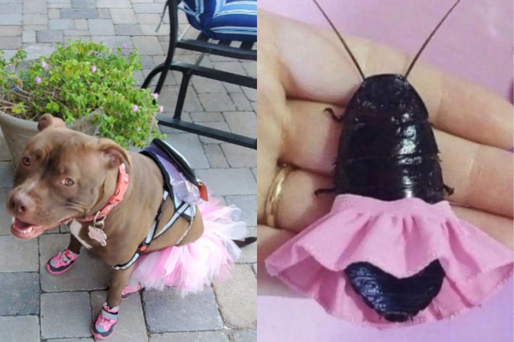 7 Potret Gemoy Hewan Mengenakan Rok Pink, Kiyowo dan Imut Brutal!