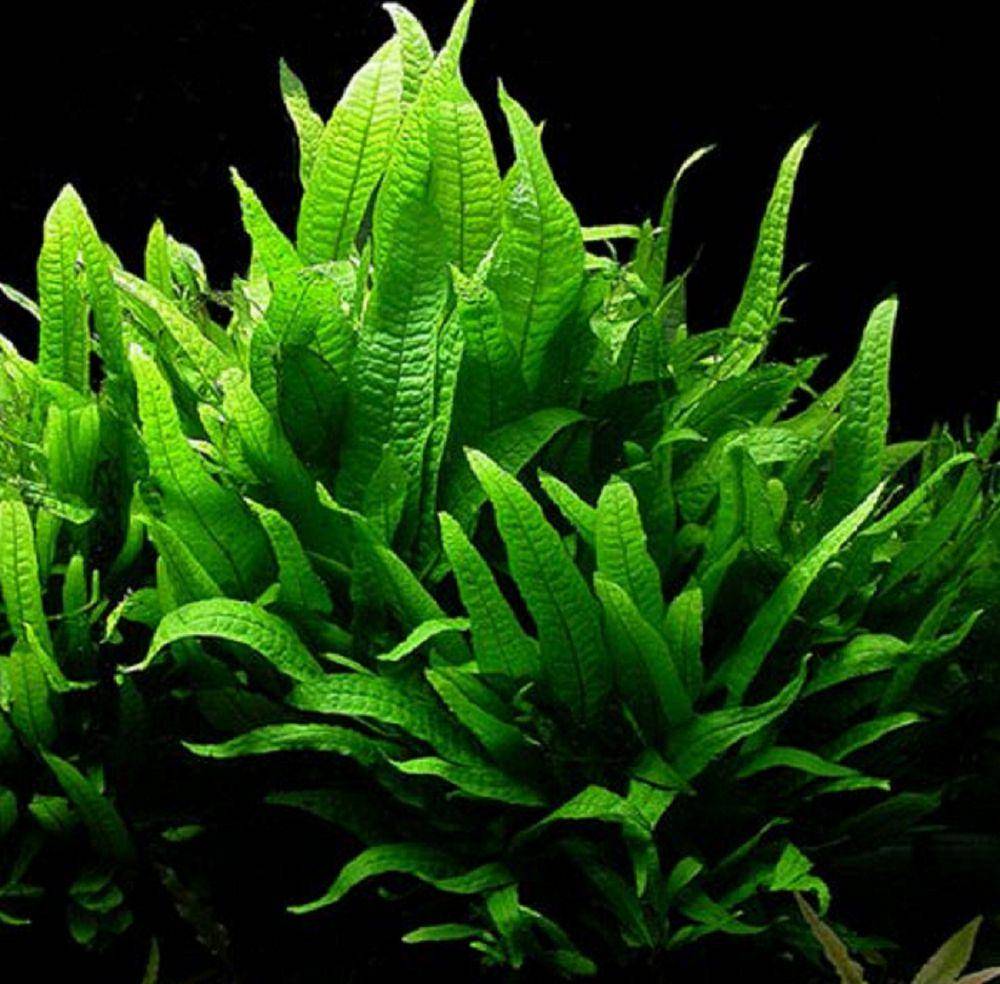 potret tanaman java fern (commons.wikimedia.org/Tsunamicarlos at English Wikipedia)
