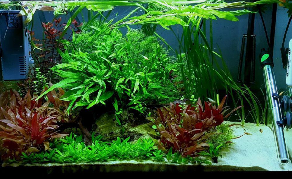 7 Tanaman yang Cocok untuk Akuarium, Membangun Ekosistem Aquascape