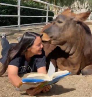 potret lucu sapi belajar membaca (instagram.com/ellielaks)