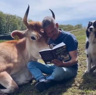 potret lucu sapi belajar membaca (reddit.com/lnfinity)