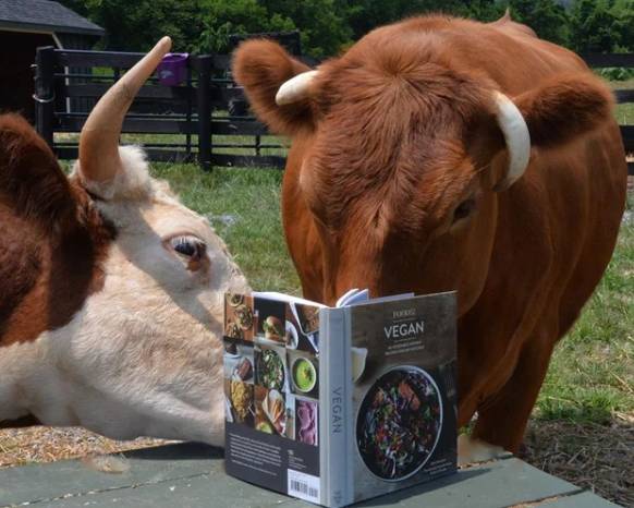 potret lucu sapi belajar membaca (reddit.com/lnfinity)