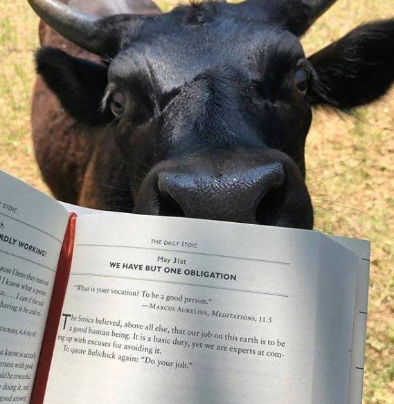 potret lucu sapi belajar membaca (reddit.com/bystro1)