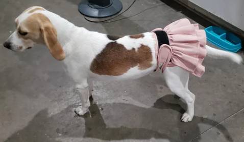 potret hewan menggunakan rok pink (reddit.com/Friendly_Item8139)