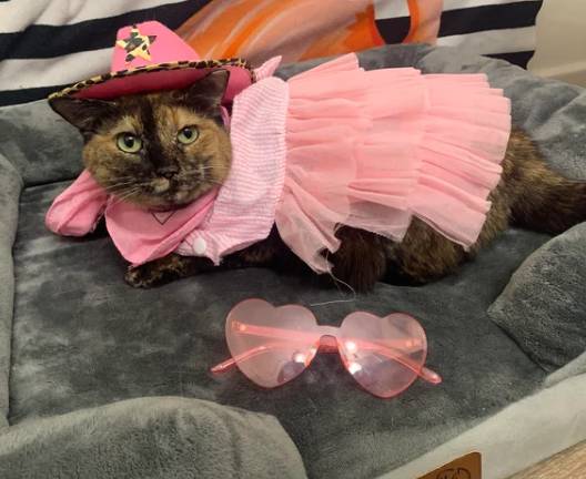 potret hewan menggunakan rok pink (reddit.com/Good_Natured_Guy)