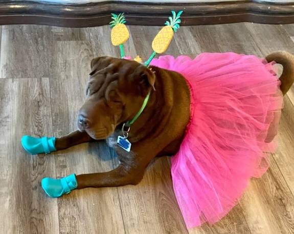 potret hewan menggunakan rok pink (reddit.com/catsbeeralaska)