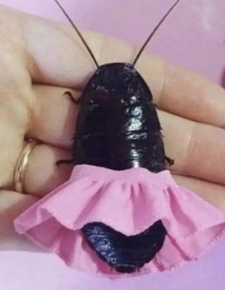 potret hewan menggunakan rok pink (instagram.com/disturbingzone)