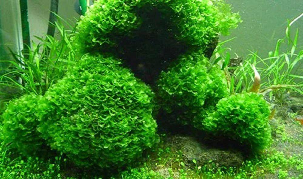 potret tanaman java moss (reddit.com/aqucob)