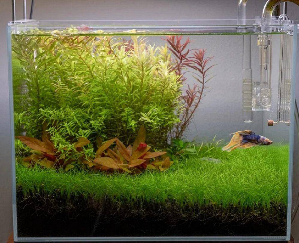 potret tanaman dwarf hairgrass (reddit.com/lazylife91)