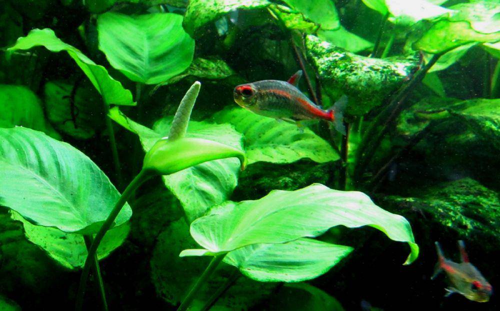 potret tanaman anubias (commons.wikimedia.org/Michael Linnenbach)