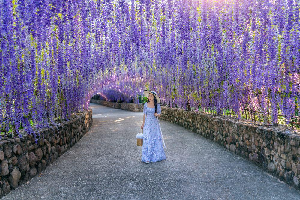8 Tempat Terbaik Melihat Bunga Wisteria di Jepang, Mengagumkan!