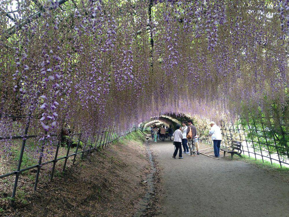 Kawachi Wisteria Garden (commons.wikimedia.org/そらみみ)