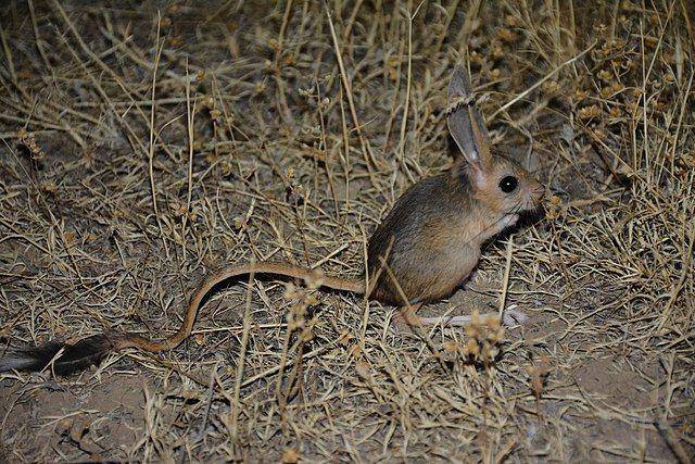 potret Jerboa (commons.wikimedia.org/Mohammad Amin Ghaffari)