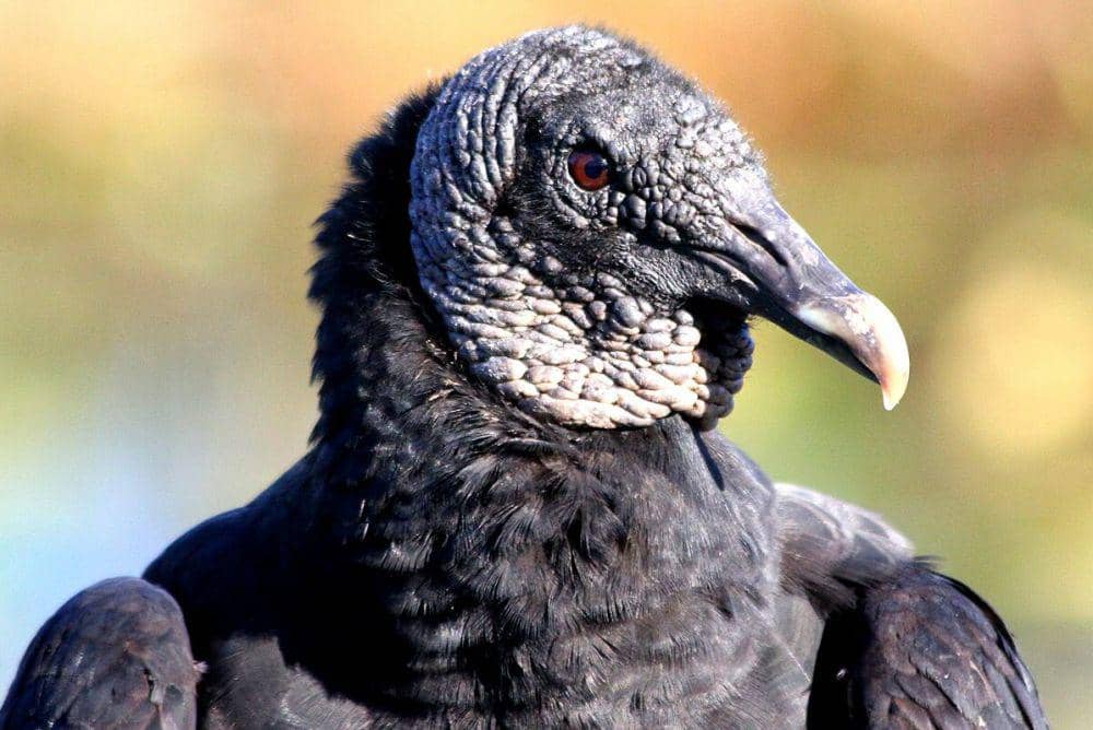 5 Fakta Unik Hering Hitam Amerika, Suka Kumpul Bareng Keluarga