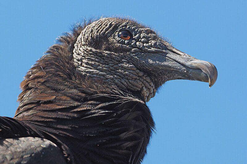 tampak dekat hering hitam amerika (commons.wikimedia.org/Judy Gallagher)