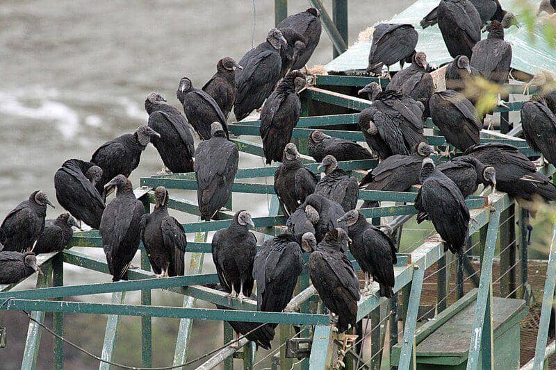 kumpulan hering hitam amerika bertengger (commons.wikimedia.org/Greg Schechter)