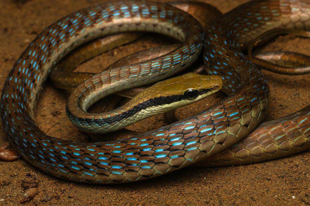Ular tampar (commons.wikimedia.org/Davidvraju)