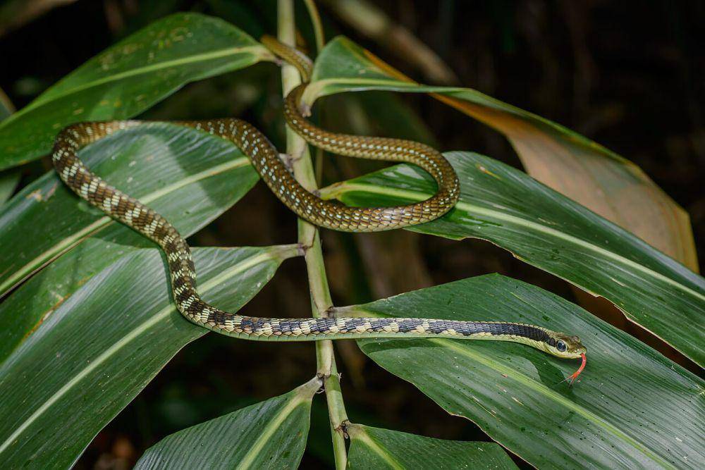 Ular tampar (commons.wikimedia.org/Rushenb)