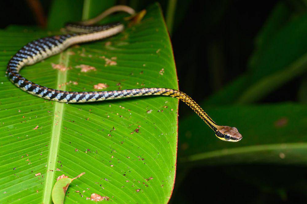 Ular tampar (commons.wikimedia.org/Rushen)