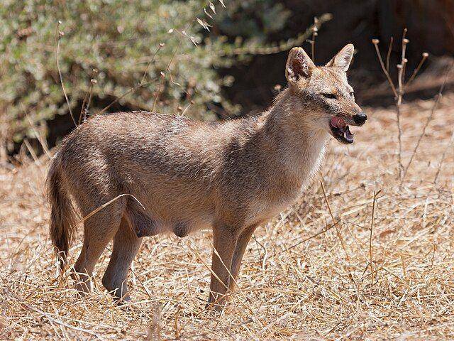 potret Jackal (commons.wikimedia.org/ Artemy Voikhansky)