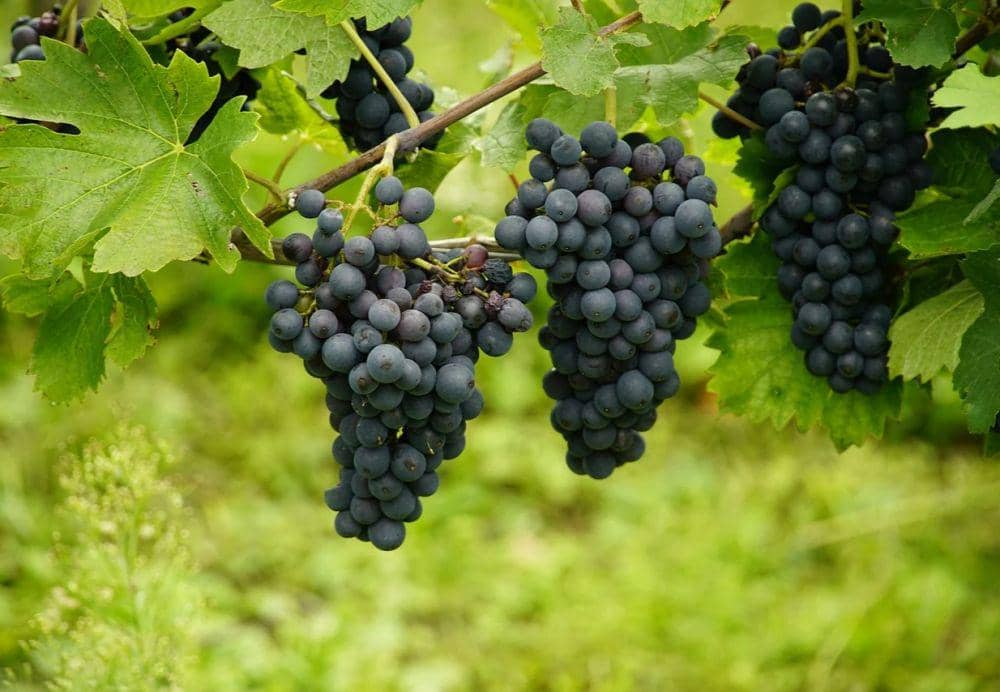 potret buah anggur (pixabay.com/jhenning)