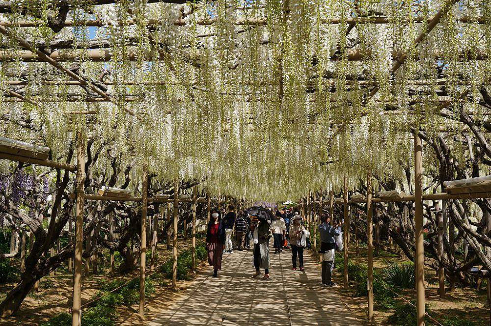 Ashikaga Flower Park (commons.wikimedia.org/SLIMHANNYA)