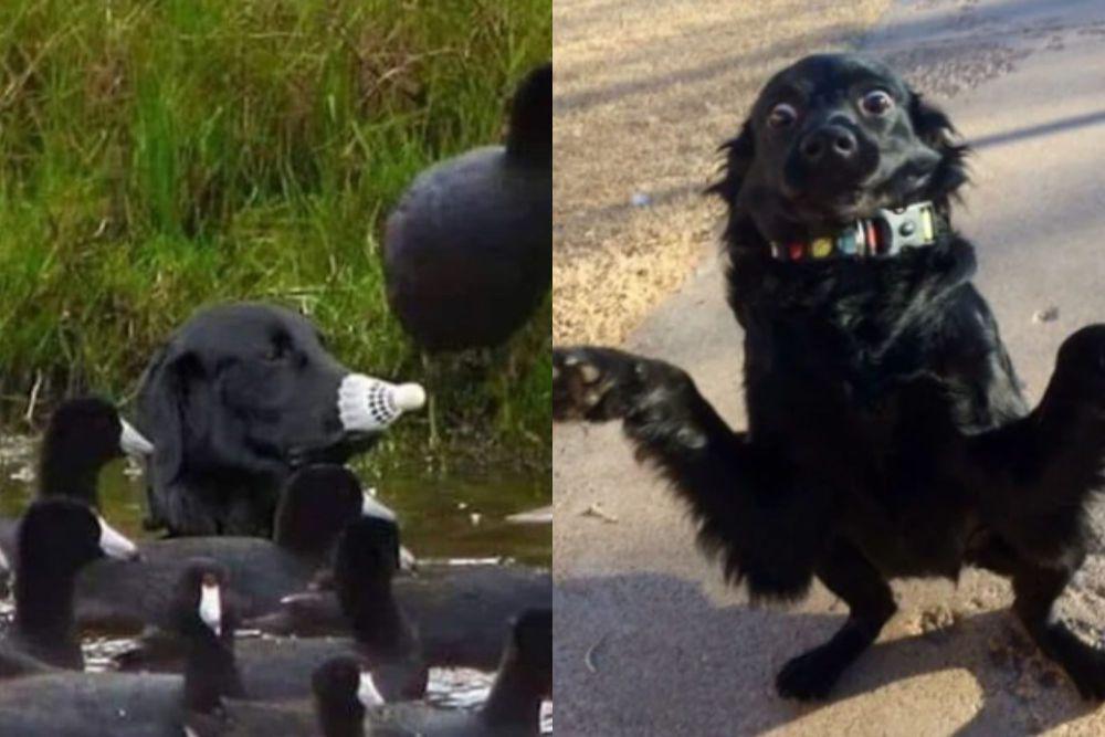 7 Aksi Kocak Anjing Berbulu Hitam yang Super Random, Gak Tertebak!