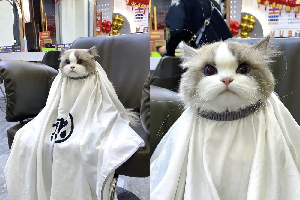 7 Potret Imut Kucing saat di Barber Shop, Mau Potong Bulu biar Rapi!