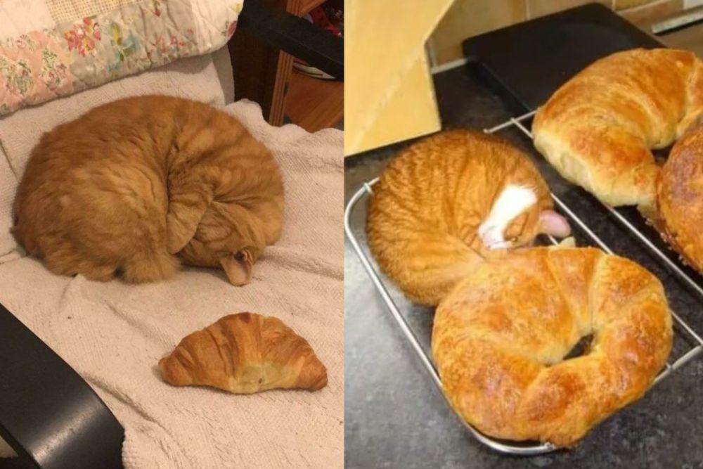8 Potret Lucu Kucing saat Bersanding dengan Kroisan, Banyak yang Mirip
