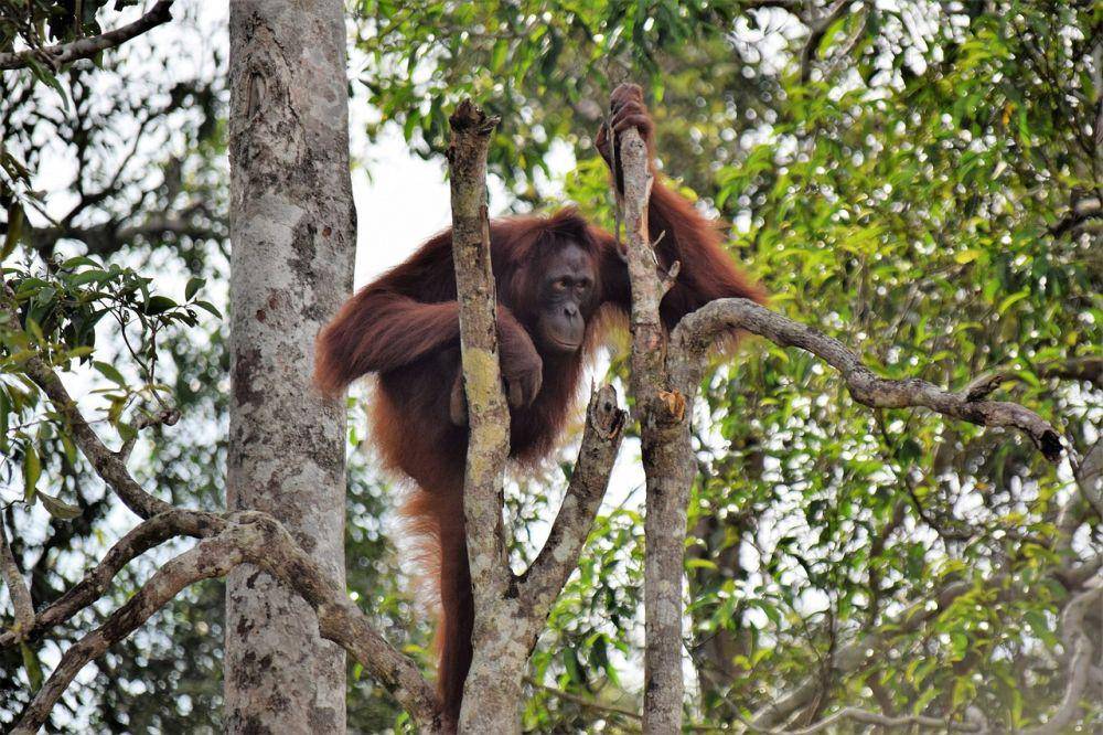 ilustrasi orang utan (pixabay.com/VanZonneveld)