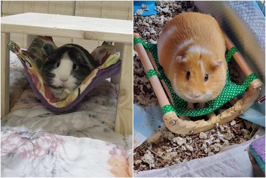 10 Potret Lucu Marmot Tiduran di Hammock, Pewe Betul