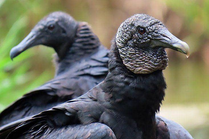 sepasang hering hitam amerika (commons.wikimedia.org/Calau00)