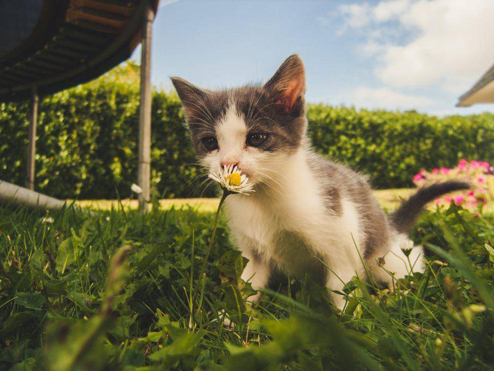 ilustrasi anak kucing (pexels.com/Alex Bargain)