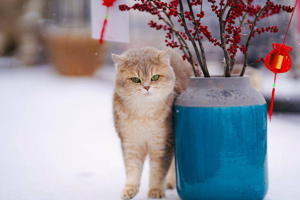 ilustrasi kucing terlantar (pexels.com/Bearmax)