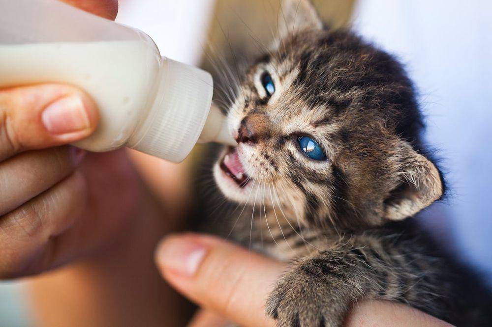 ilustrasi anak kucing (pexels.com/Emrah Ayvali)