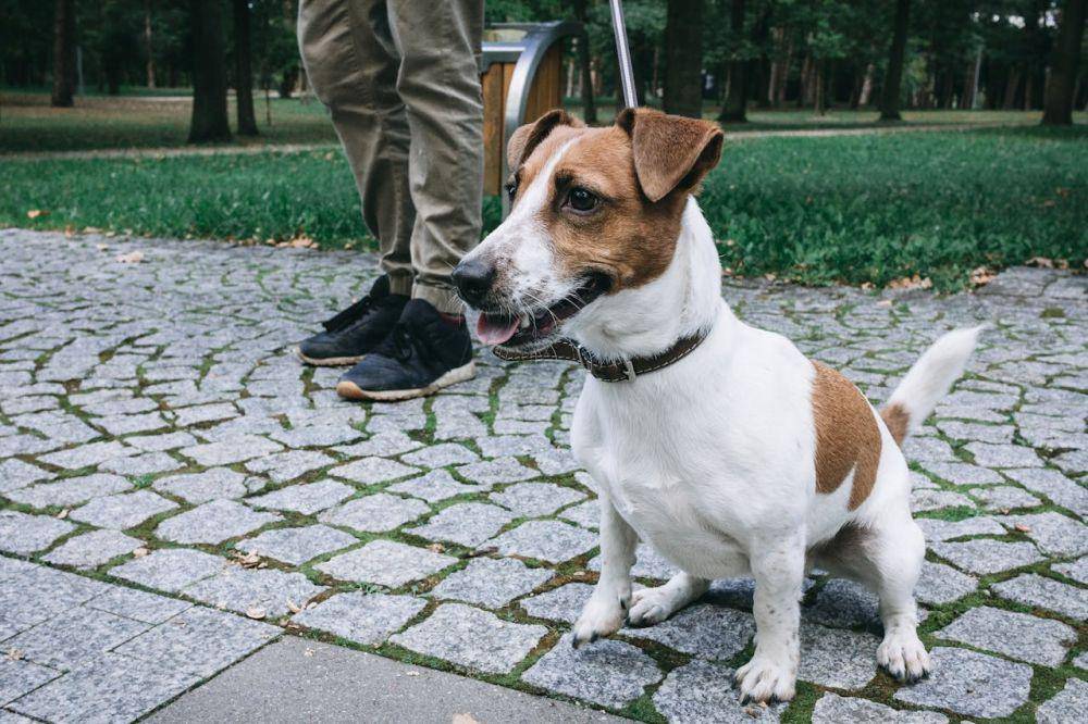 Potret Jack Russel Terrier (Pexels.com/freestocks.org)