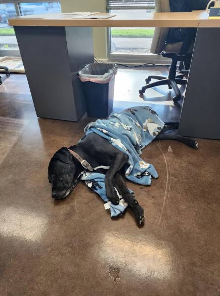 potret anjing jadi anak magang di kantor (reddit.com/Adamdotwhatdotwhat)