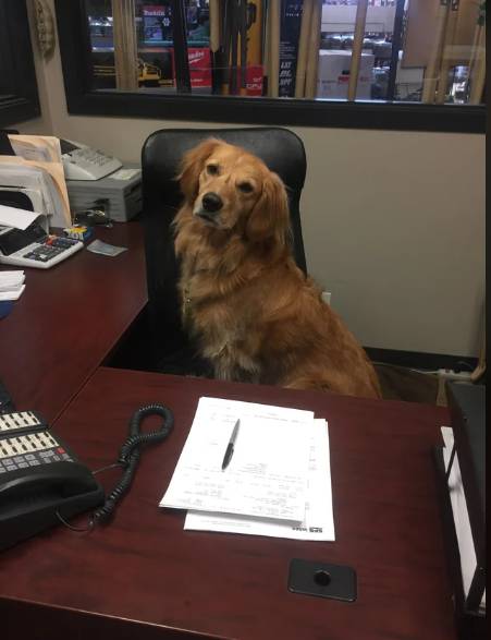potret anjing jadi anak magang di kantor (reddit.com/J9KT)