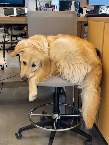 potret anjing jadi anak magang di kantor (reddit.com/WeaselScout)