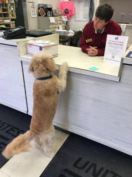 potret anjing jadi anak magang di kantor (reddit.com/leggpurnell)