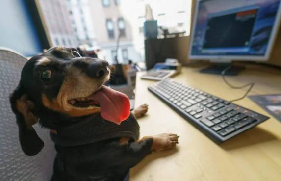 potret anjing jadi anak magang di kantor (reddit.com/AnchovyIceCream)