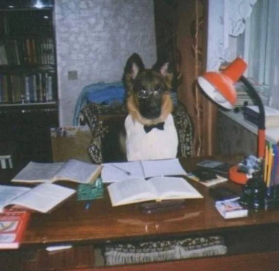 potret anjing jadi anak magang di kantor (instagram.com/disturbingzone)