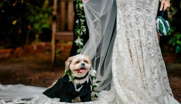 potret anjing rayakan pernikahan hooman (reddit.com/Oneeyedpopeye)