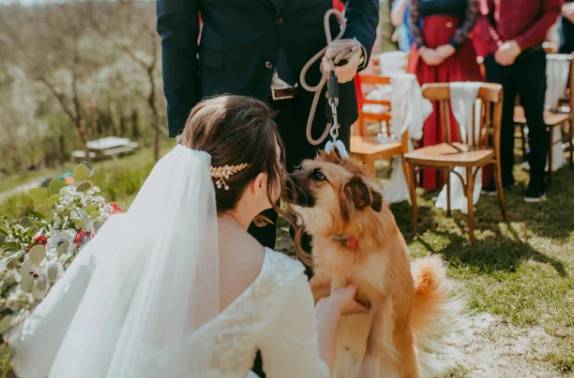 potret anjing rayakan pernikahan hooman (reddit.com/PanterkaTerkova)