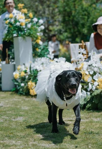 potret anjing rayakan pernikahan hooman (reddit.com/Bryannataylorcan)