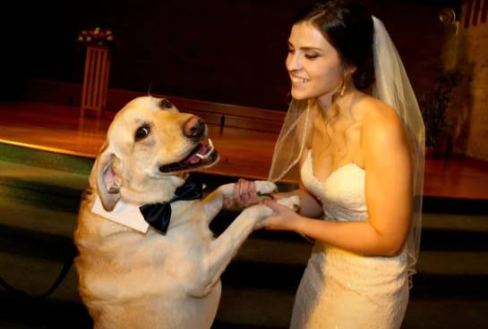 potret anjing rayakan pernikahan hooman (reddit.com/deleted)