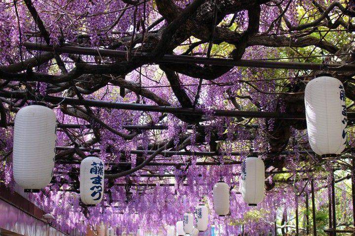 Shindaijuku Wisteria Garden (instagram.com/sennancity_tourist_guide)