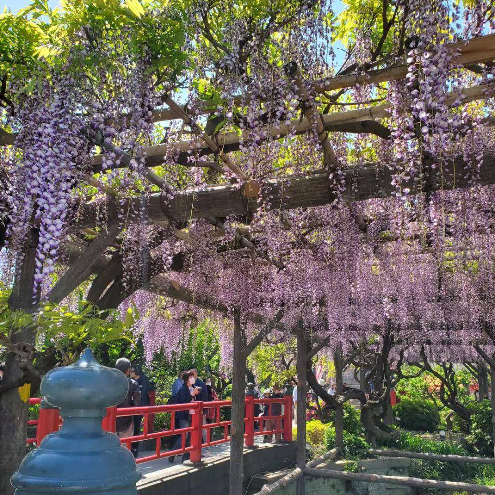 Kameido Tenjin Shrine (instagram.com/kameidotenjinsha_official)